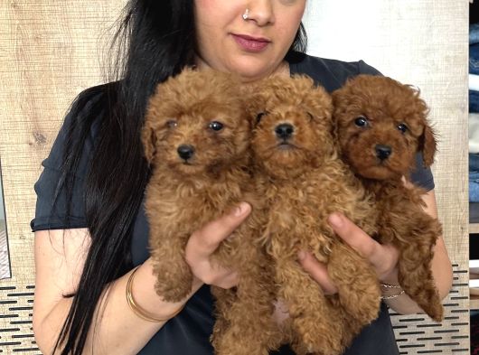 Red Brown Mükkemel Toy Poodle Yavrularım görsel
