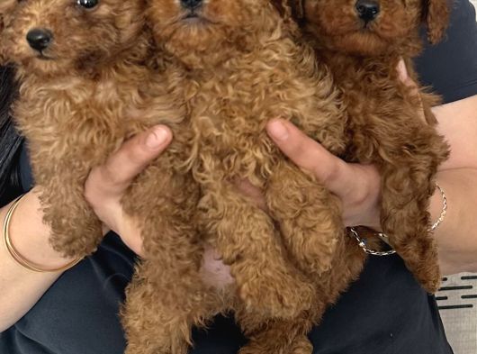 Red Brown Mükkemel Toy Poodle Yavrularım görsel