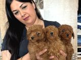 Red Brown Mükkemel Toy Poodle Yavrularım