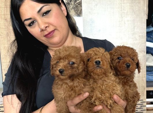 Red Brown Mükkemel Toy Poodle Yavrularım görsel