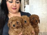 Red Brown Mükkemel Toy Poodle Yavrularım