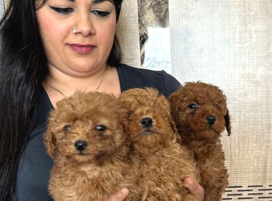 Red Brown Mükkemel Toy Poodle Yavrularım görsel