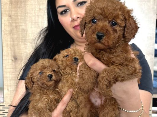 Red Brown Mükkemel Toy Poodle Yavrularım görsel
