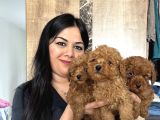 Red brown mükkemel toy poodle yavrularım