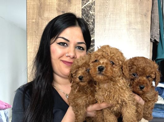 Red brown mükkemel toy poodle yavrularım