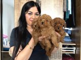Ufacık Red Brown Toy Poodle Yavrularım