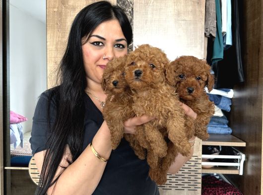 Ufacık Red Brown Toy Poodle Yavrularım görsel
