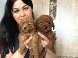 Ufacık Red Brown Toy Poodle Yavrularım