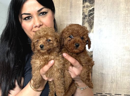 Ufacık Red Brown Toy Poodle Yavrularım görsel