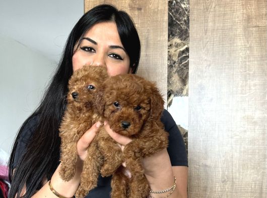 Ufacık Red Brown Toy Poodle Yavrularım görsel