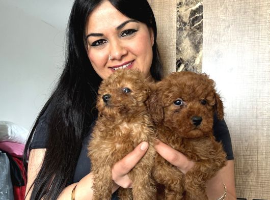 Ufacık Red Brown Toy Poodle Yavrularım görsel