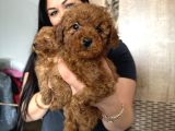 Ufacık Red brown toy poodle yavrularım