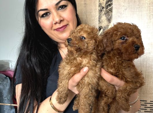 Ufacık Red Brown Toy Poodle Yavrularım görsel