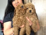 Kilo Garanti Toy Poodle Yavrularım