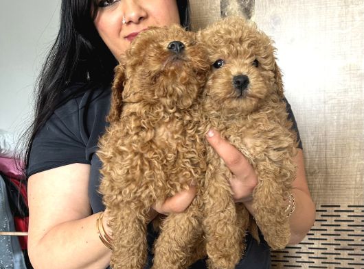 Kilo Garanti Toy Poodle Yavrularım görsel