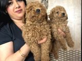 Kilo garanti toy poodle yavrularım