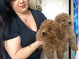 Kilo Garanti Toy Poodle Yavrularım