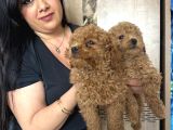 Kilo Garanti Toy Poodle Yavrularım