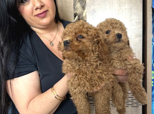 Kilo Garanti Toy Poodle Yavrularım görsel
