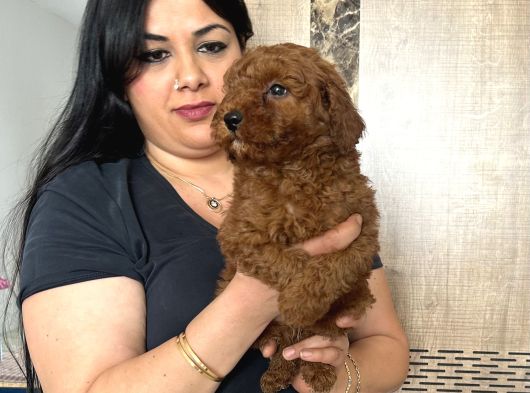 Red Brown Toy Poodle Yavrularım görsel