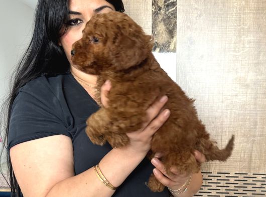 Red Brown Toy Poodle Yavrularım görsel