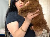 Red Brown Toy Poodle Yavrularım