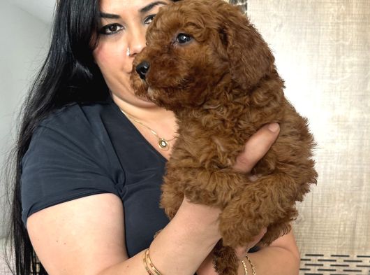 Red Brown Toy Poodle Yavrularım görsel