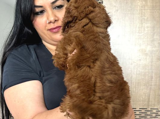 Red Brown Toy Poodle Yavrularım görsel