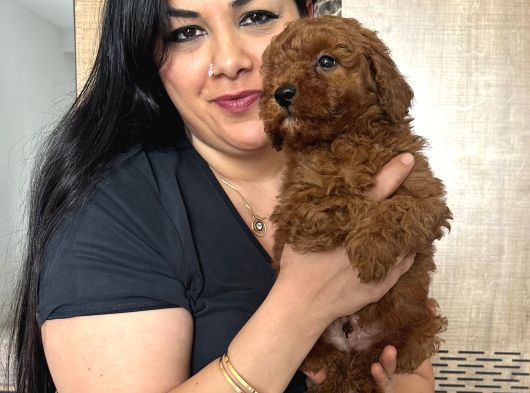 Red brown toy poodle yavrularım