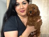 Red Brown Toy Poodle Yavrularım