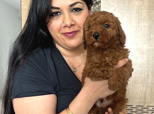 Red Brown Toy Poodle Yavrularım görsel
