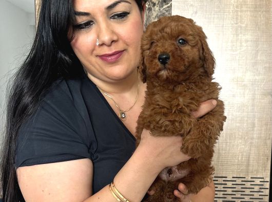 Red Brown Toy Poodle Yavrularım görsel