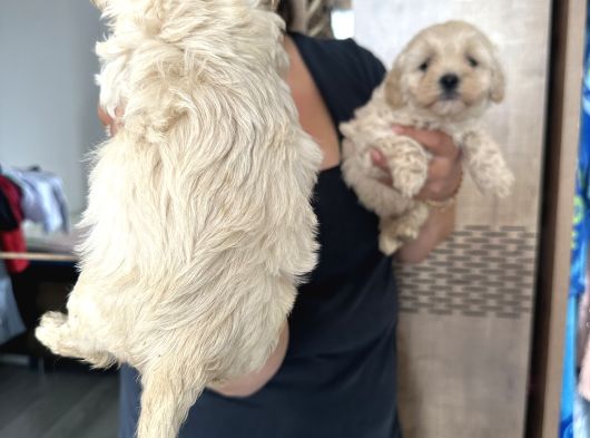 Sağlık Ve Irk Garantili Maltipo Yavrularım görsel