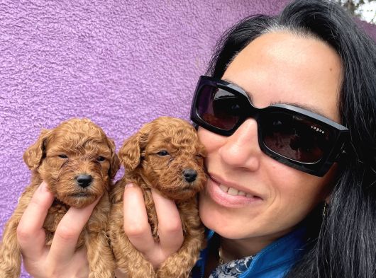 Poddle Ped Eğitimli Bebeklerim Yeni Ailele Arıyor görsel