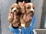 Maltipoo ped eğitinli bebeklerim yeni aileleri arıyor