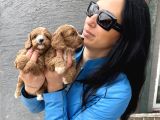 Maltipoo Ped Eğitinli Bebeklerim Yeni Aileleri Arıyor