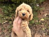 Toy Poodle Yavrular  Özenle Büyütülmüş Seçkin Kan