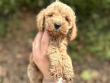Toy Poodle Yavrular  Özenle Büyütülmüş Seçkin Kan
