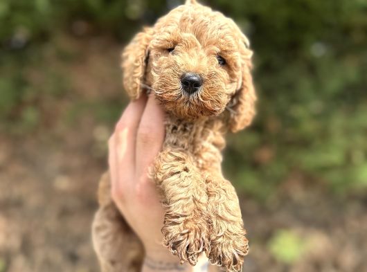 Toy Poodle Yavrular  Özenle Büyütülmüş Seçkin Kan görsel