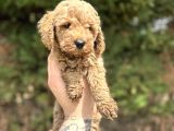 Toy Poodle Yavrular  Özenle Büyütülmüş Seçkin Kan