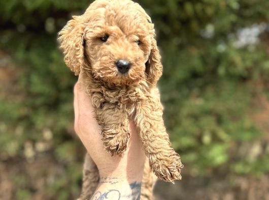 Toy Poodle Yavrular  Özenle Büyütülmüş Seçkin Kan