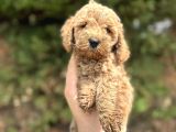 Toy Poodle Yavrular  Özenle Büyütülmüş Seçkin Kan