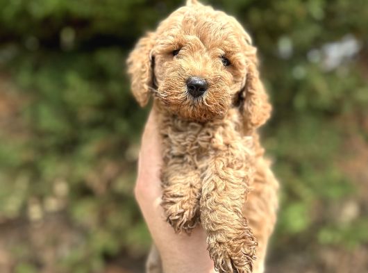 Toy Poodle Yavrular  Özenle Büyütülmüş Seçkin Kan görsel