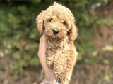 Toy Poodle Yavrular  Özenle Büyütülmüş Seçkin Kan
