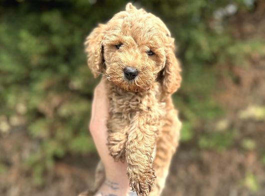 Toy Poodle Yavrular  Özenle Büyütülmüş Seçkin Kan görsel