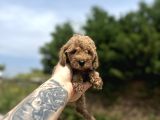 Toy Poodle Yavrular  Özenle Büyütülmüş Seçkin Kan