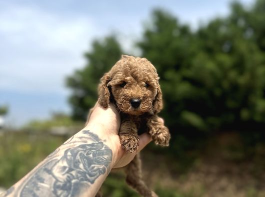 Toy Poodle Yavrular  Özenle Büyütülmüş Seçkin Kan görsel