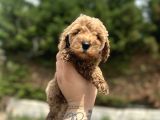 Toy Poodle Yavrular  Özenle Büyütülmüş Seçkin Kan