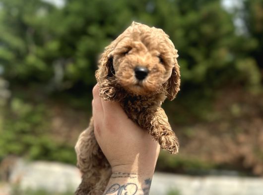 Toy Poodle Yavrular  Özenle Büyütülmüş Seçkin Kan görsel