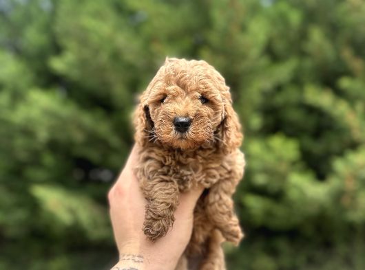 Toy Poodle Yavrular  Özenle Büyütülmüş Seçkin Kan görsel